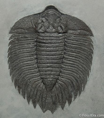 Classic New York Trilobite - Arctinurus Boltoni #520